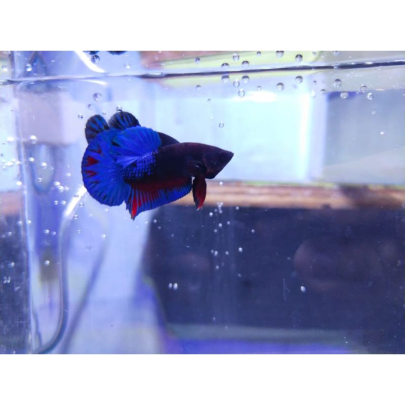 cupang (BBL)  Blue Black Light