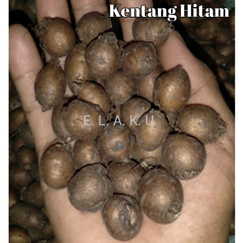 Bibit Unggul Kentang Hitam Jawa isi 15 Biji Siap Tanam