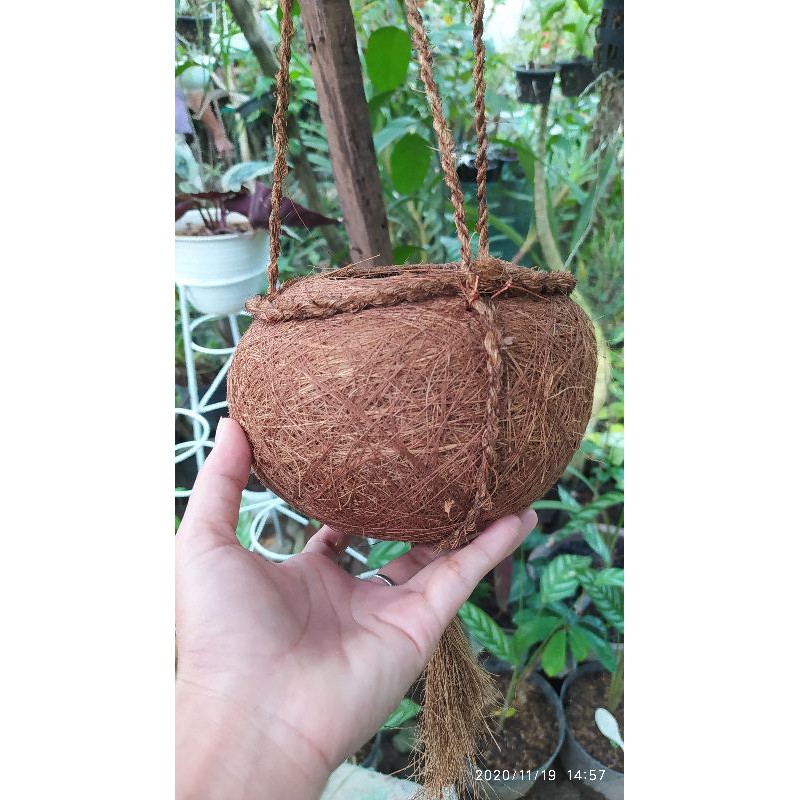 Pot Anggrek Pot sabut kelapa kokedama dengan gantungan