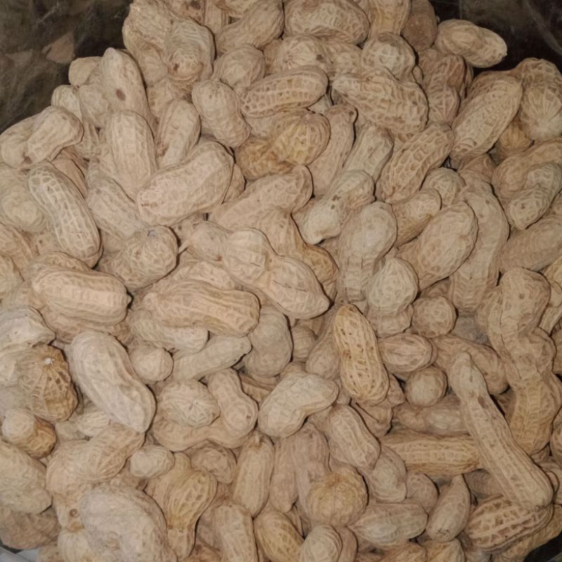 kacang kulit oven 250gr