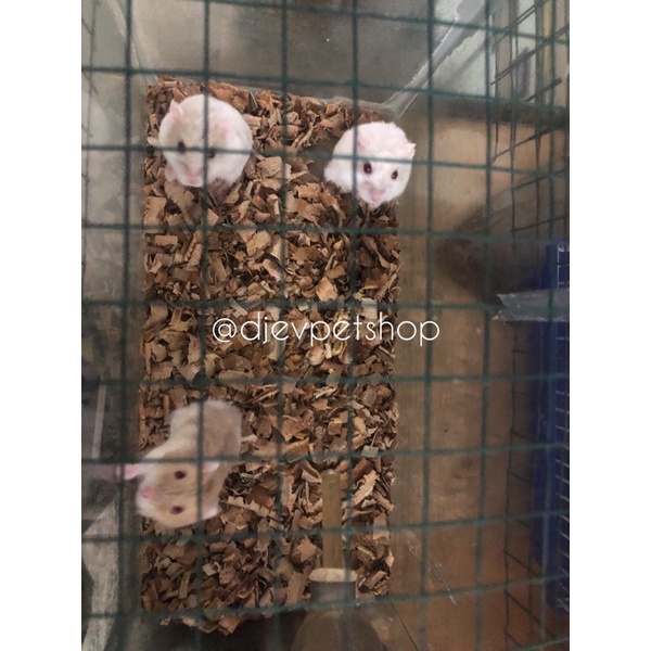 HAMSTER WINTER WHITE || SEPASANG HAMSTER WINTER WHITE