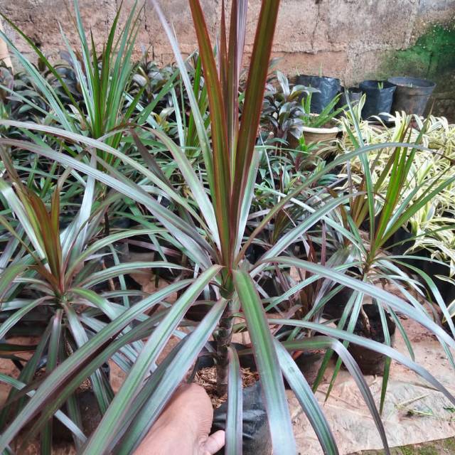 Tanaman hias dracena tricolor | bibit dracena tricolor