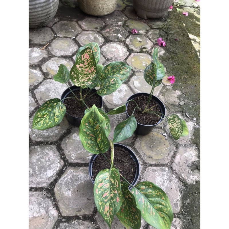 Aglonema Rubi | Bunga Aglonema