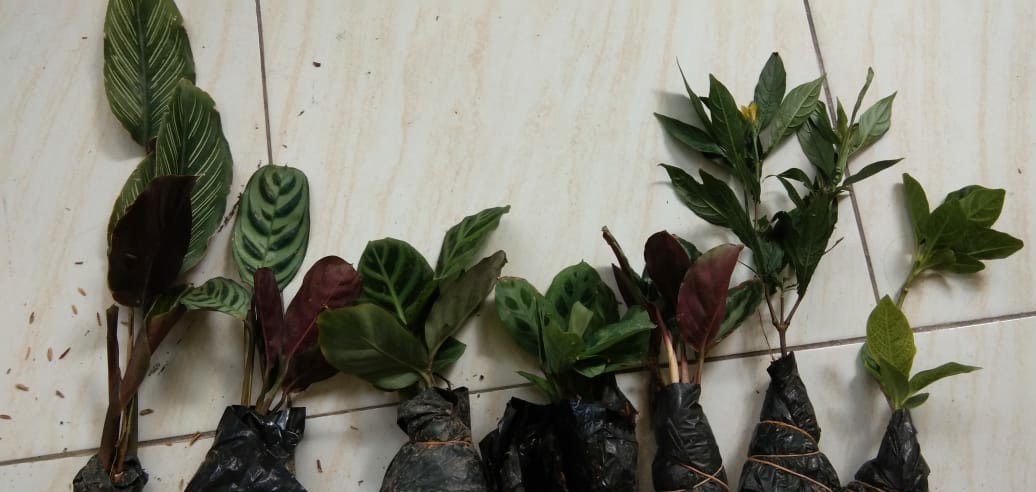 Calathea Levonero /kalatea Bibit Tanaman Hias Bunga