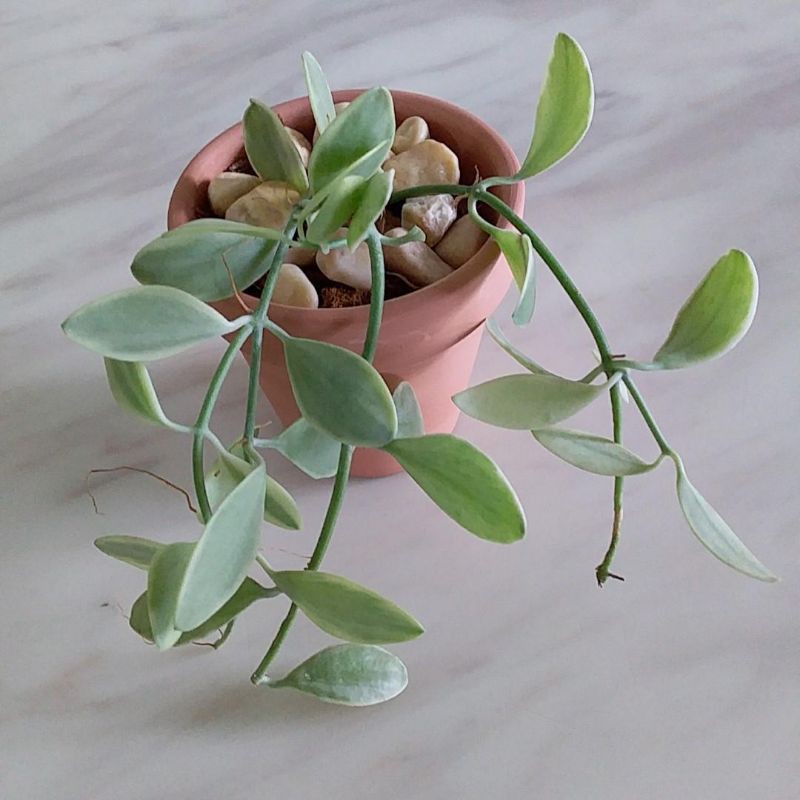 tanaman hias dischidia Qiantha variegated