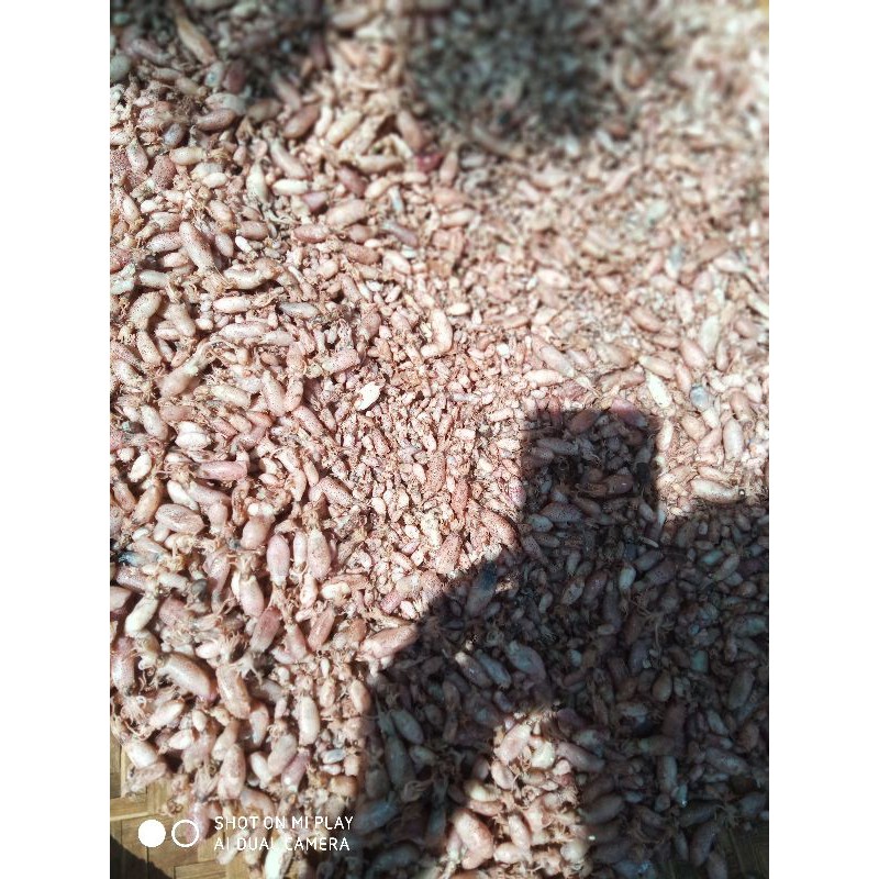 

Pr0mo BABY CUMI ASIN PREMIUM 0,5-2,0cm