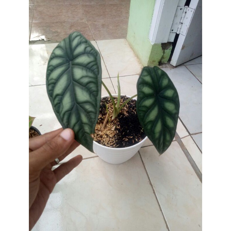 tanaman hias caladium tengkorak alocasia daragon scale-keladi tengkorak alocasia dragon scale