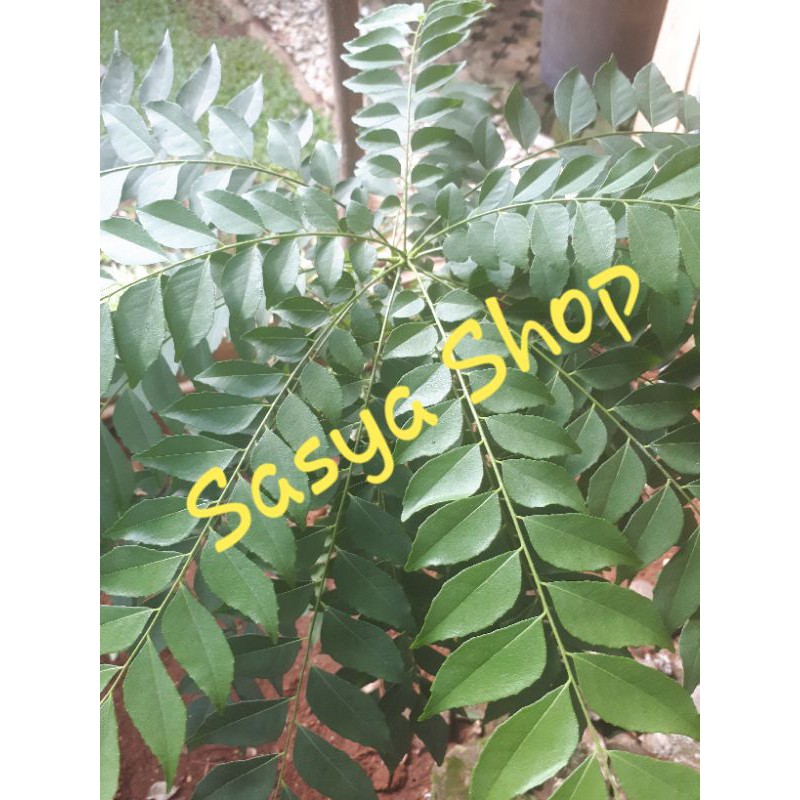 

50 Gr Daun Kari Salam Koja Organik(dried)