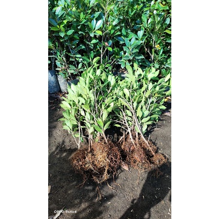 bibit ficus kimeng ( rawatan polibak dan turun cangkok)