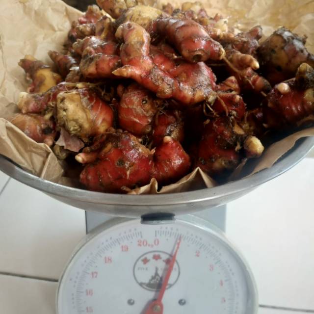 

Termurah (COD) Jahe Merah Medan per 1 Kg