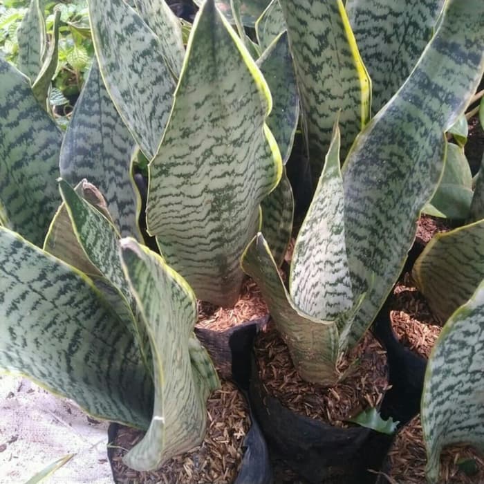 Tanaman Hias Sansivera Masoniana