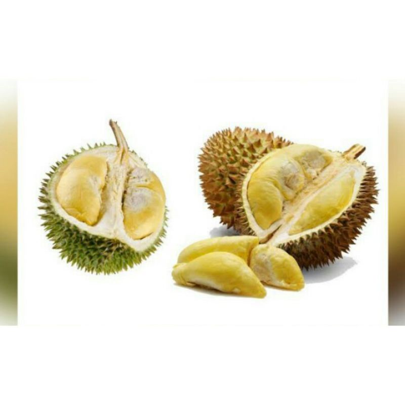 

bibit durian chane kaki 3 super murah