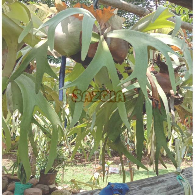 Paku Tanduk Simbar Menjangan Media Tempet Tanaman Hias