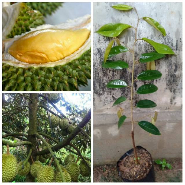 bibit durian Montong hijau