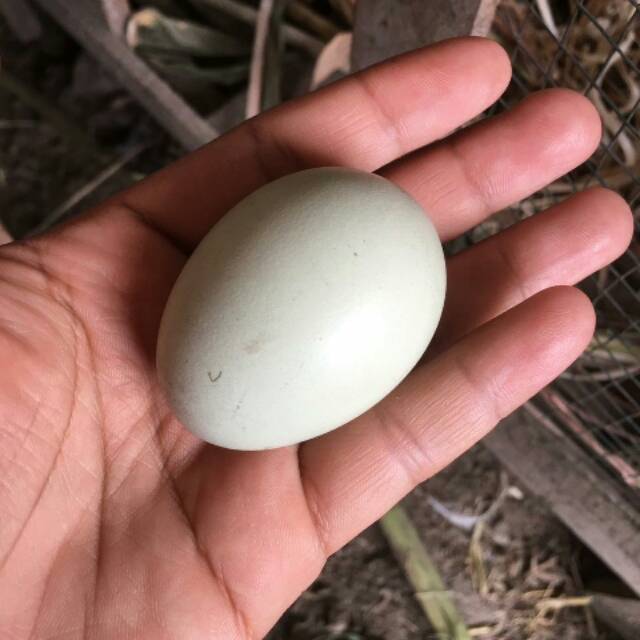 Telur Ayam Birma Ori : Ayam pama ori adalah ayam dengan ukuran sedikit