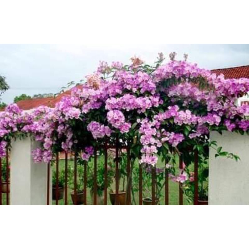 Bunga Garlic vine / Stefanot