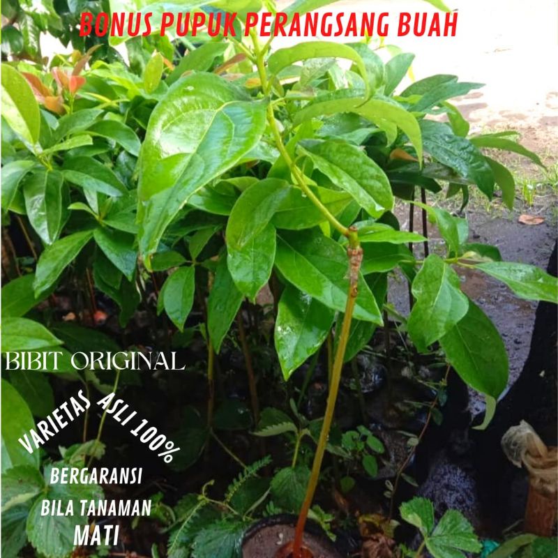 BIBIT ALPUKAT MIKI DEPOK