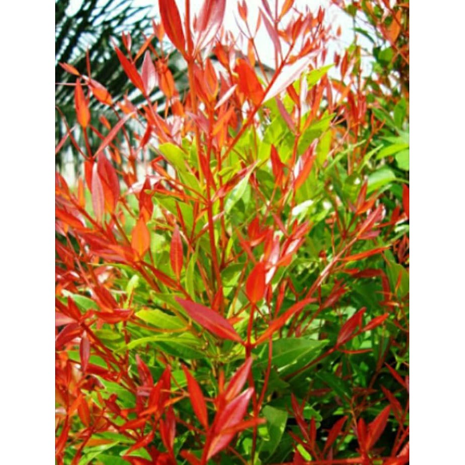 Tanaman Pucuk Merah 30cm