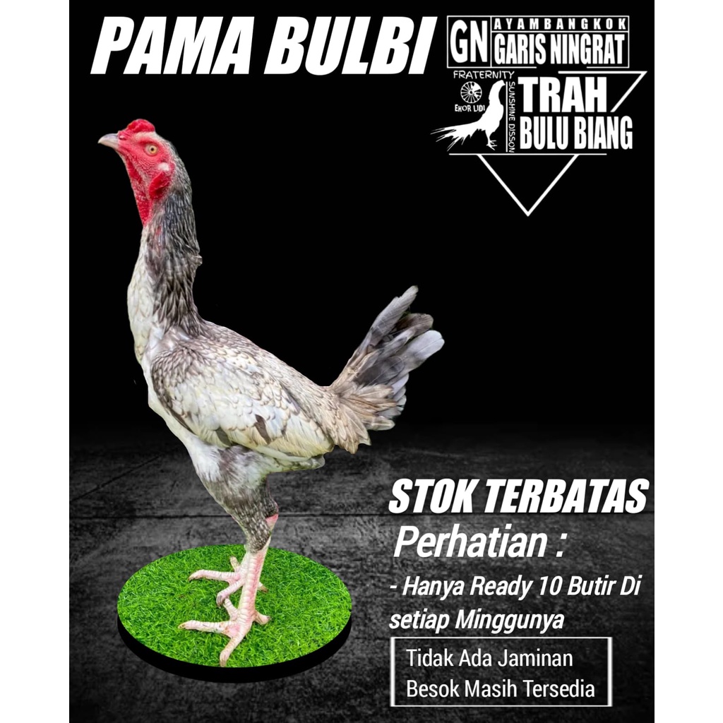ayam bangkok asli telur fertil pama bulbi SUPER limited edision original thailand NO SERIE SH 0010