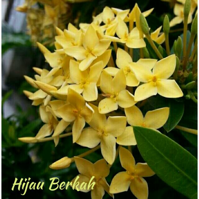 Tanaman Hias Bunga Asoka Bunga Kuning Pohon Soka Shopee Indonesia