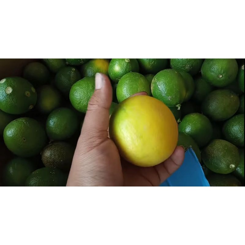 

lemon california sisa sortir