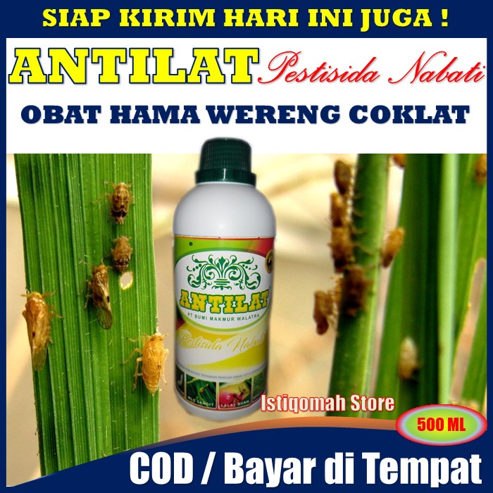 ANTILAT Pestisida Organik Obat Anti Hama Tanaman Mengatasi Wereng Coklat pada Padi, dll - Obat Pestisida Wereng Coklat - Insektisida Untuk Wereng Coklat - Obat Pembasmi Hama Wereng Coklat - Cara Mengatasi Hama Wereng Coklat Pada Padi