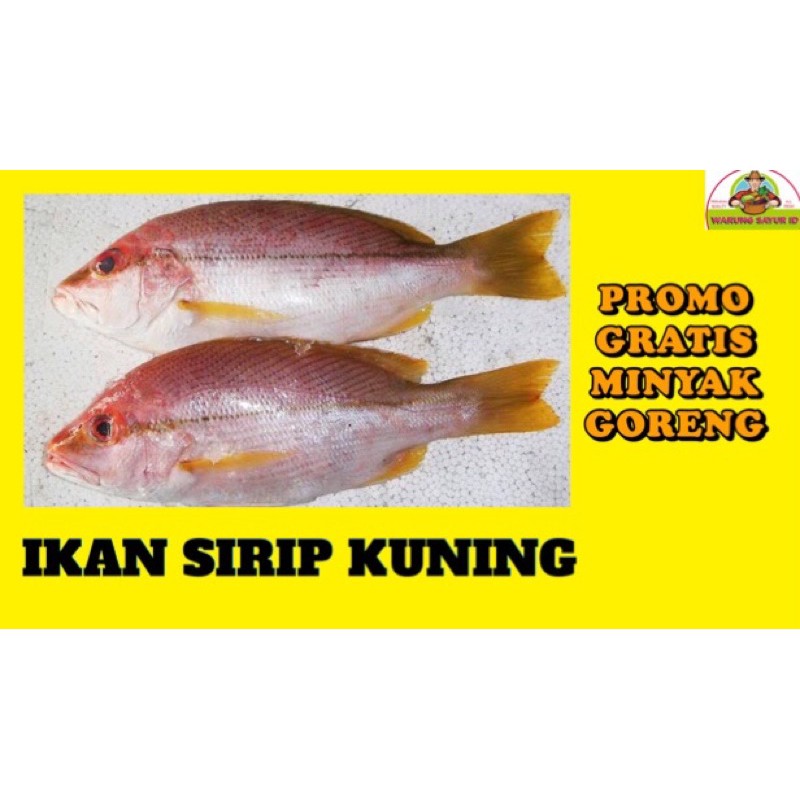 

IKAN SEGAR SIRIP KUNING 500 GRAM | IKAN ONLINE | IKAN SEGAR