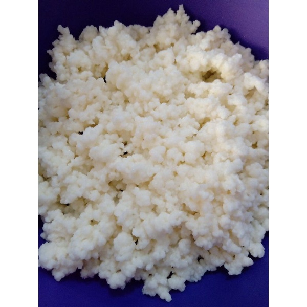 Bibit Kefir Grains 20 gr