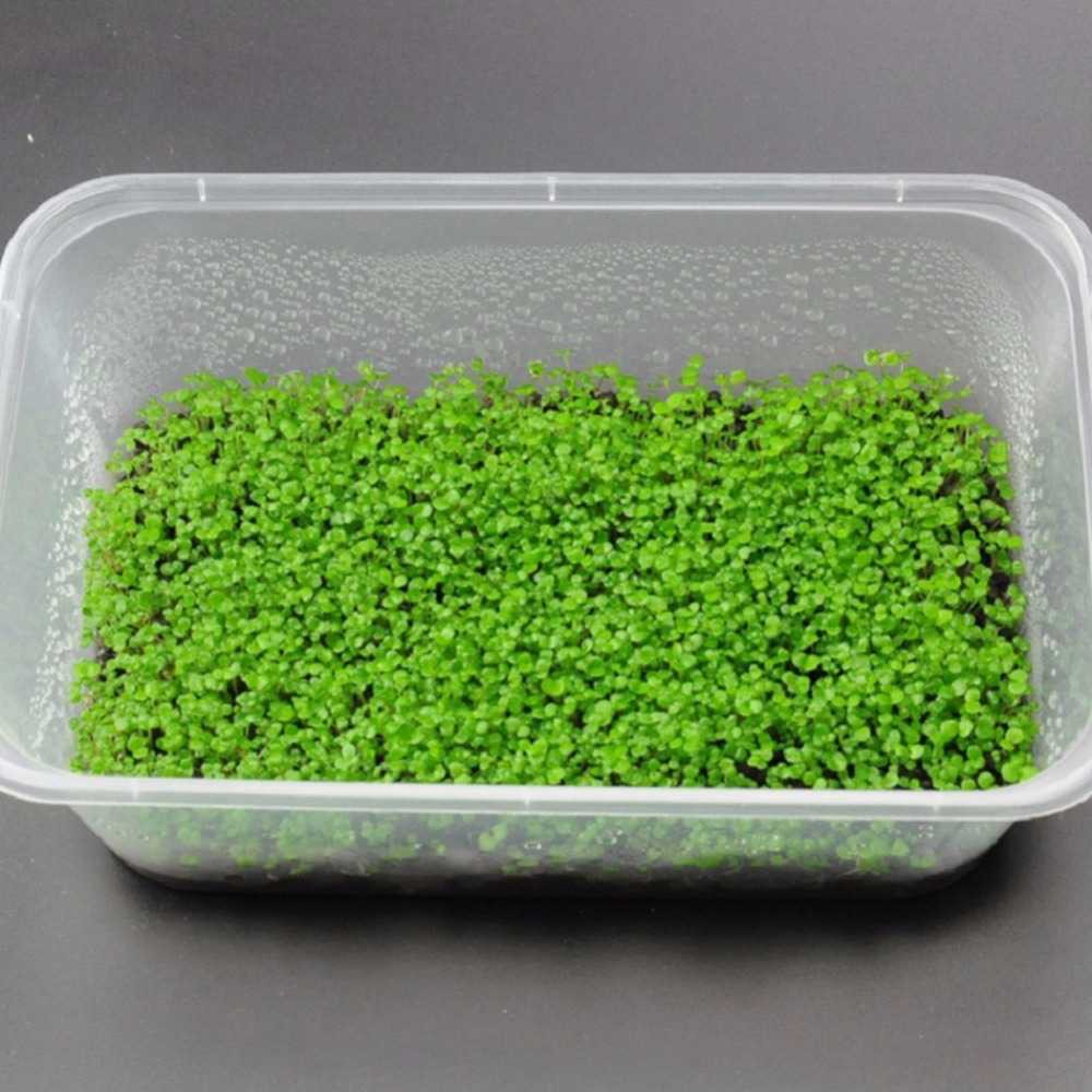 Bibit Rumput Air Dekorasi Aquarium Landscape Ornament - H0027