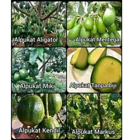 Paket 6 Bibit Alpukat Aligator, Markus, Miki, Tanpa Biji, Mentega, Kendil