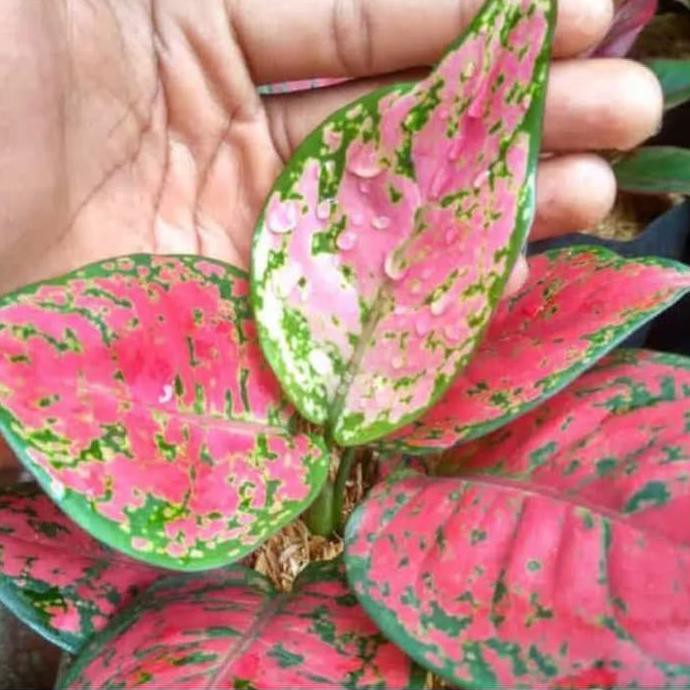 Tanaman Aglonema Dud Anjamani - Aglonema Dud Anjamani