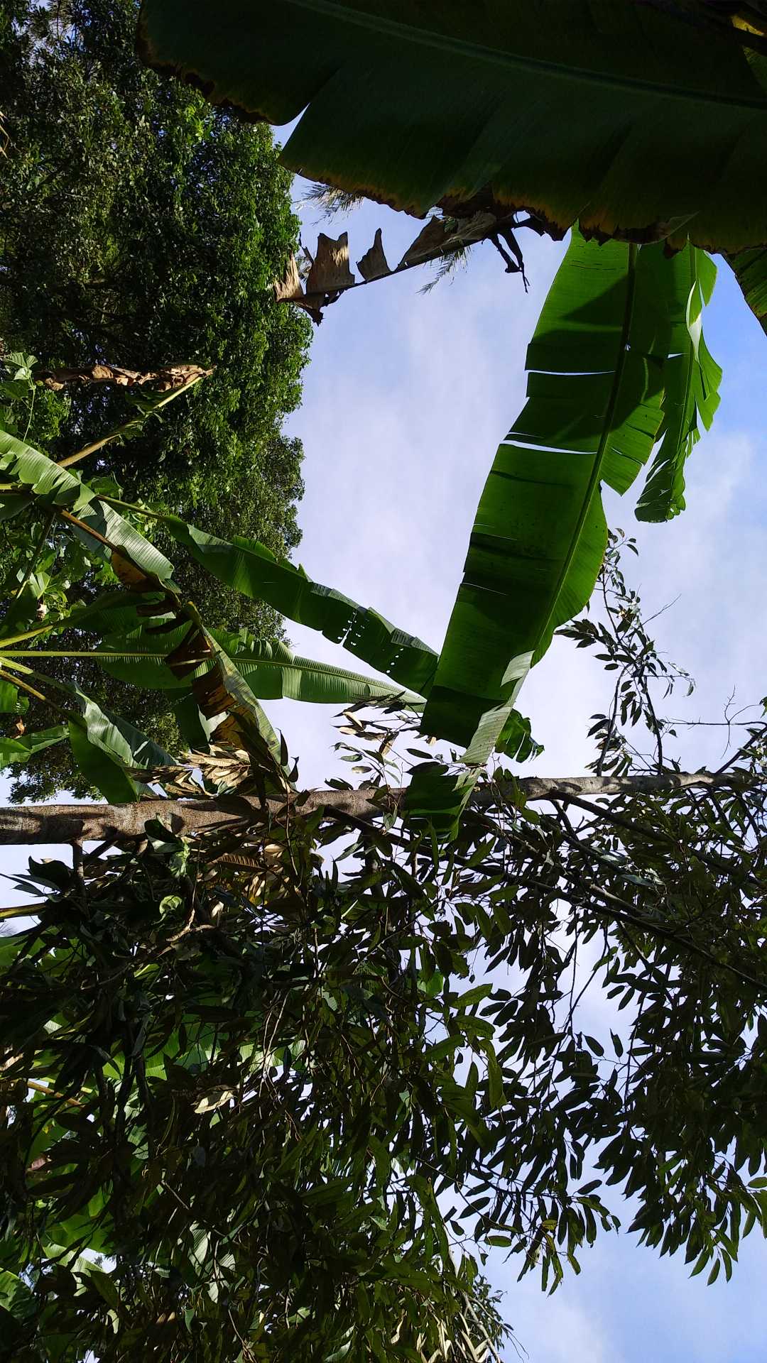 Tanaman Bonsai Delima Mini