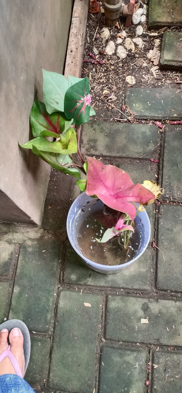 Caladium White Queen/ Dikirim Anakan