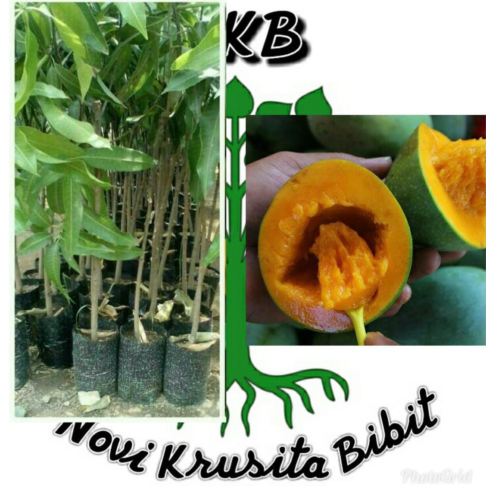Bibit Buah Bibit Buah Mangga Alpukat 1 Paket 10 Bibit $_$