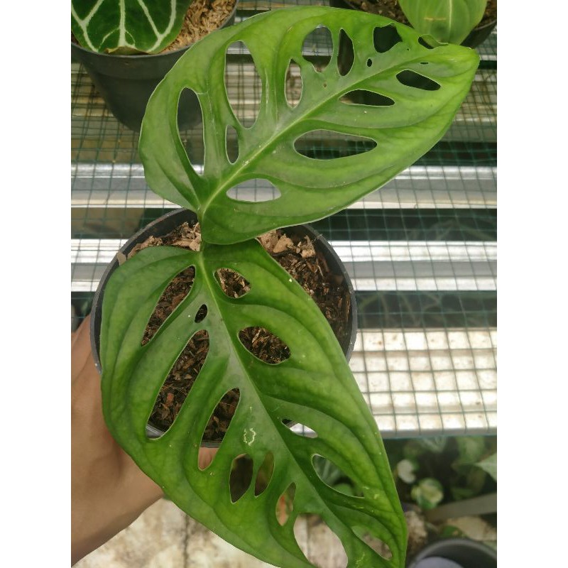 MONSTERA ACUMINATA