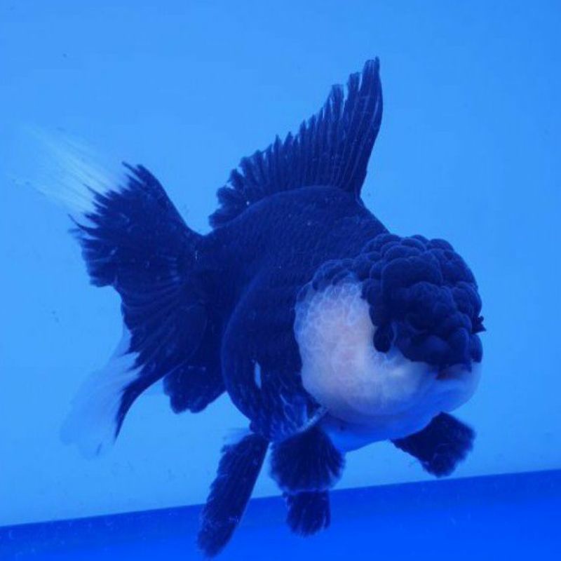 ORANDA PANDA IKAN MAS KOKI ORANDA Gen Asli Panda dengan warna solid ( 6-7 cm )