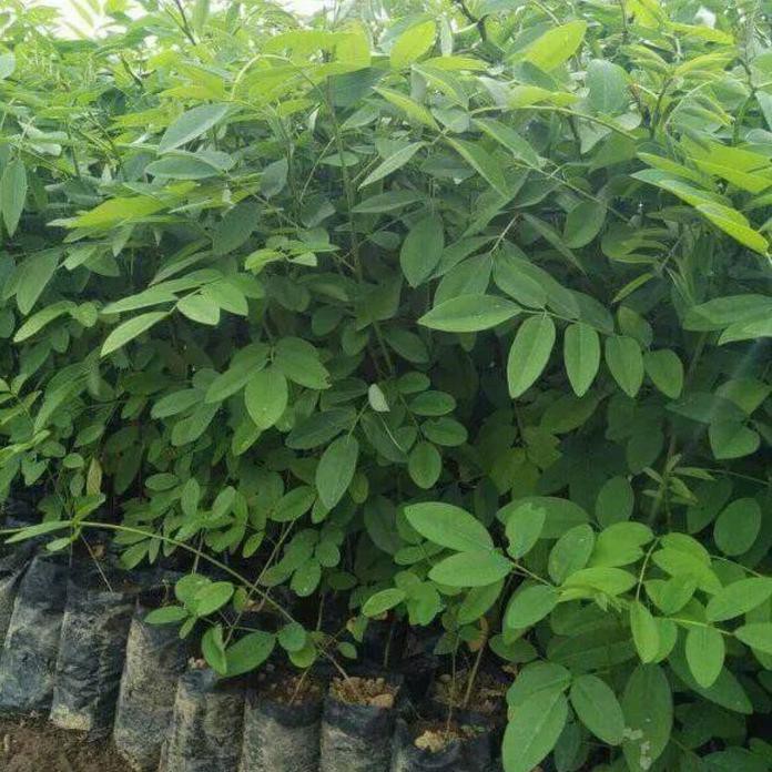 Bibit Tanaman Pohon Indigofera Super *_*