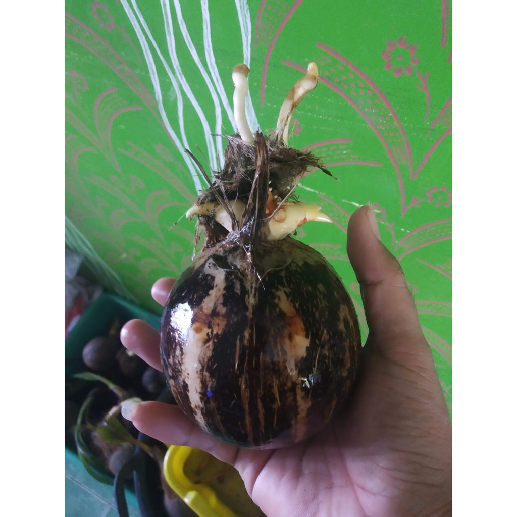 Bonsai Kelapa Minion Tunas/ Cabang Dua / Tiga Subur