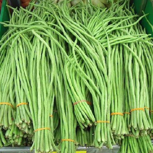 

Kacang Panjang