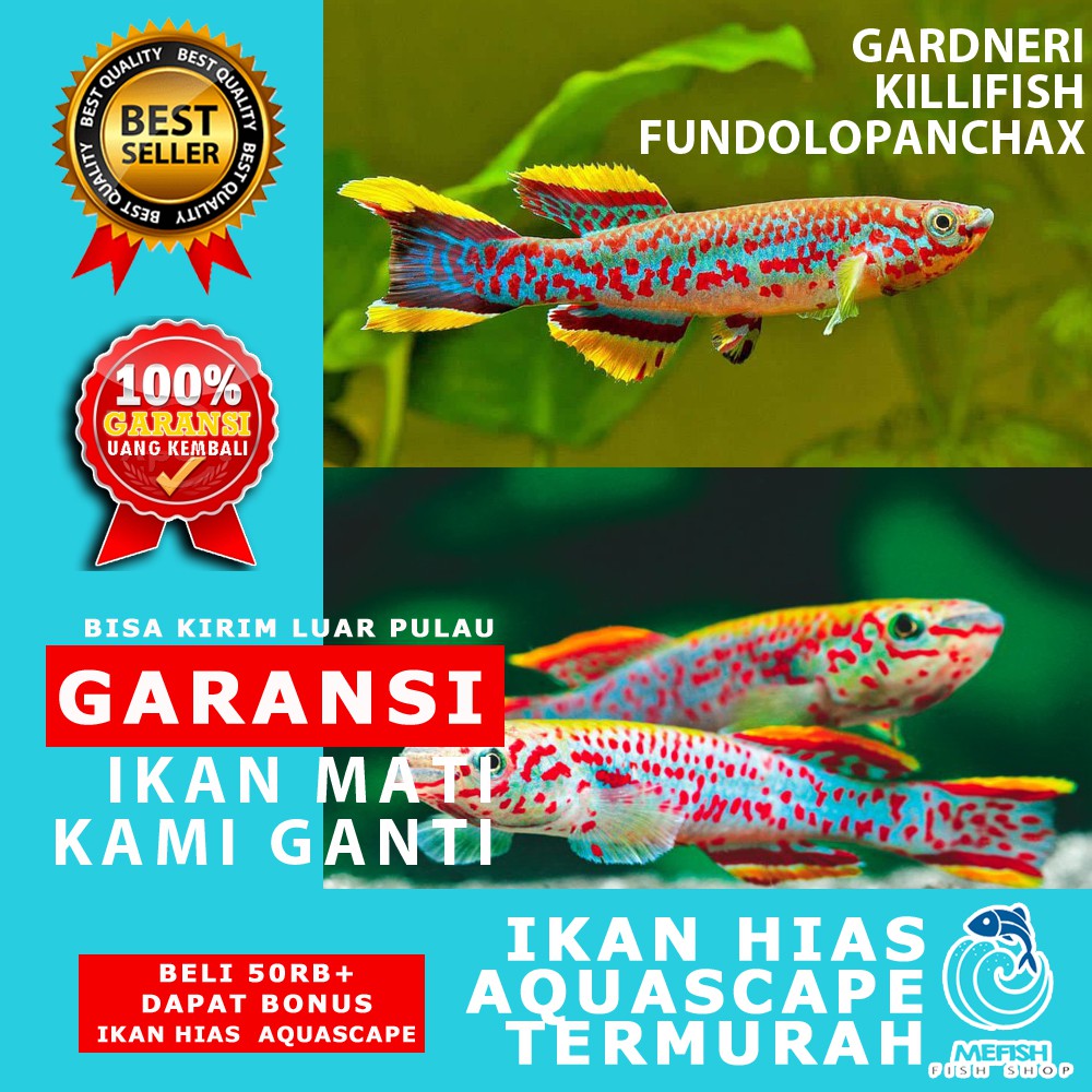 Ikan hias aquascape aquarium air tawar laut - MEFISH_ID - GARDNERI KILLIFISH FUNDOLOPANCHAX
