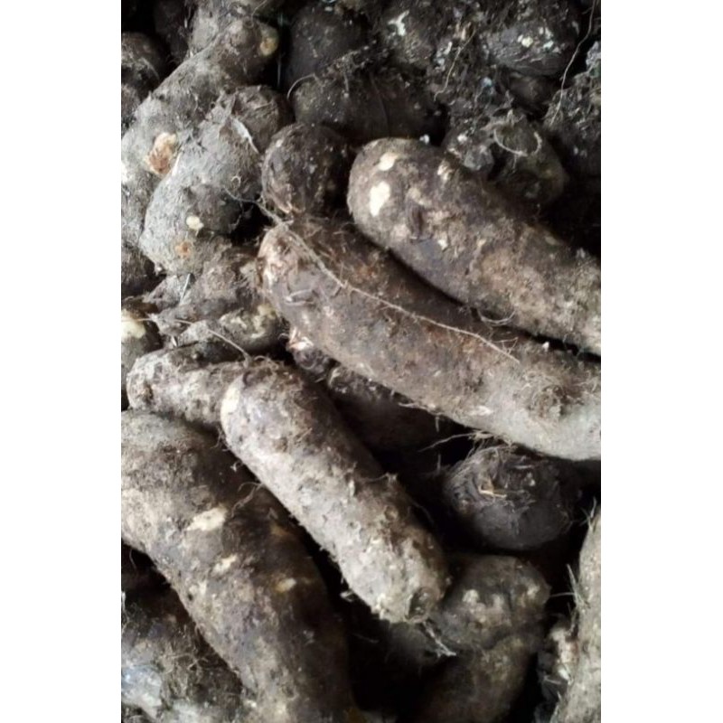 

talas mbote/entik pulen gurih 1kg