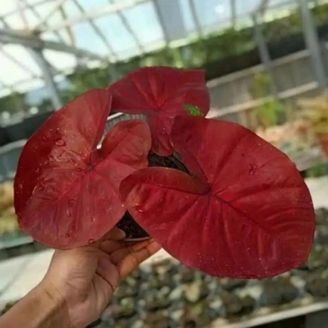 umbi caladium red dragon / keladi merah