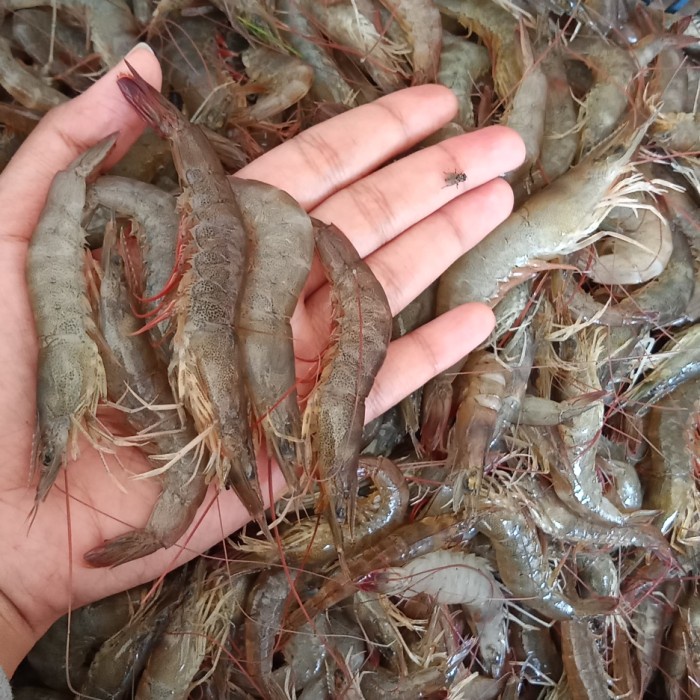

Termurah "Udang Api Halus" / Terlaris