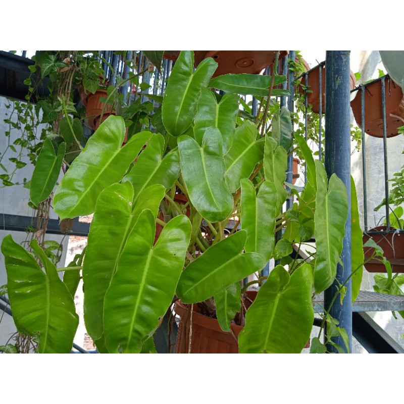 philodendron burle marx