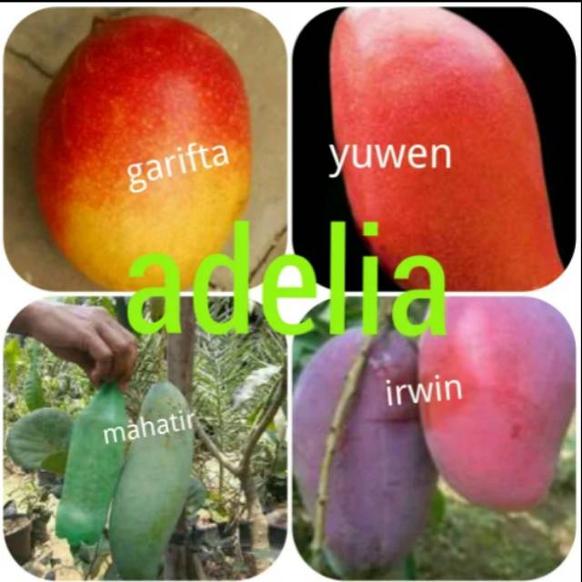 Paket 4 bibit mangga-yuwen garifta Irwin dan Mahatir