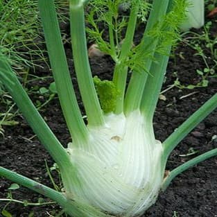 Benih Bibit Biji - Fennel di Firenze Adas Pulosari Herb Seeds - IMPORT