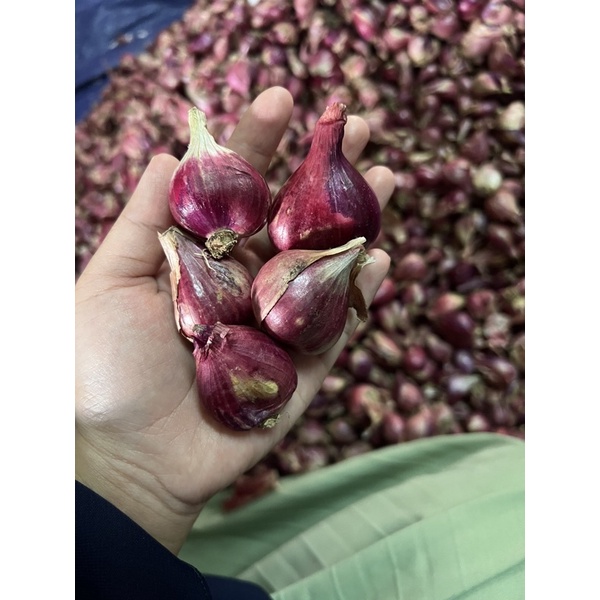 

bawang merah 500gr