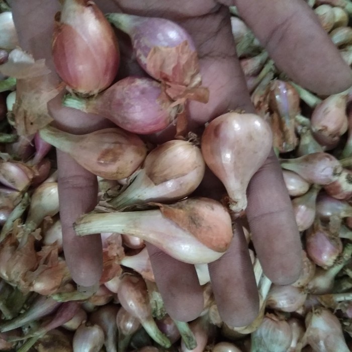 

Promo bawang sumenep sedang gede Berkualitas