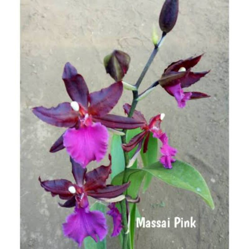 Anggrek Oncidium Colmanara Massai Pink