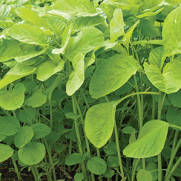 Bibit Benih Seribuan Sayur Daun Bibit Sayur Kangkung Bayam Sawi Pakcoy Selada dll PG SBY